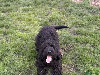 Cockapoo dogs LAST STUNNING BOY - Full of character F1 Cockapoo - Advert 7