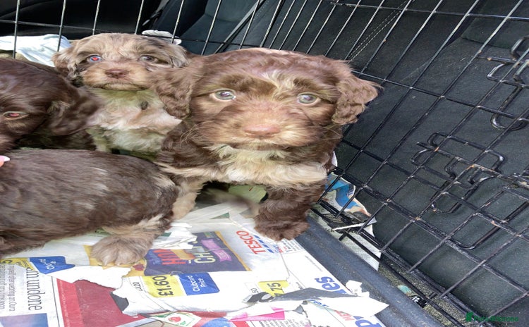 Cockapoo dogs - Advert 1