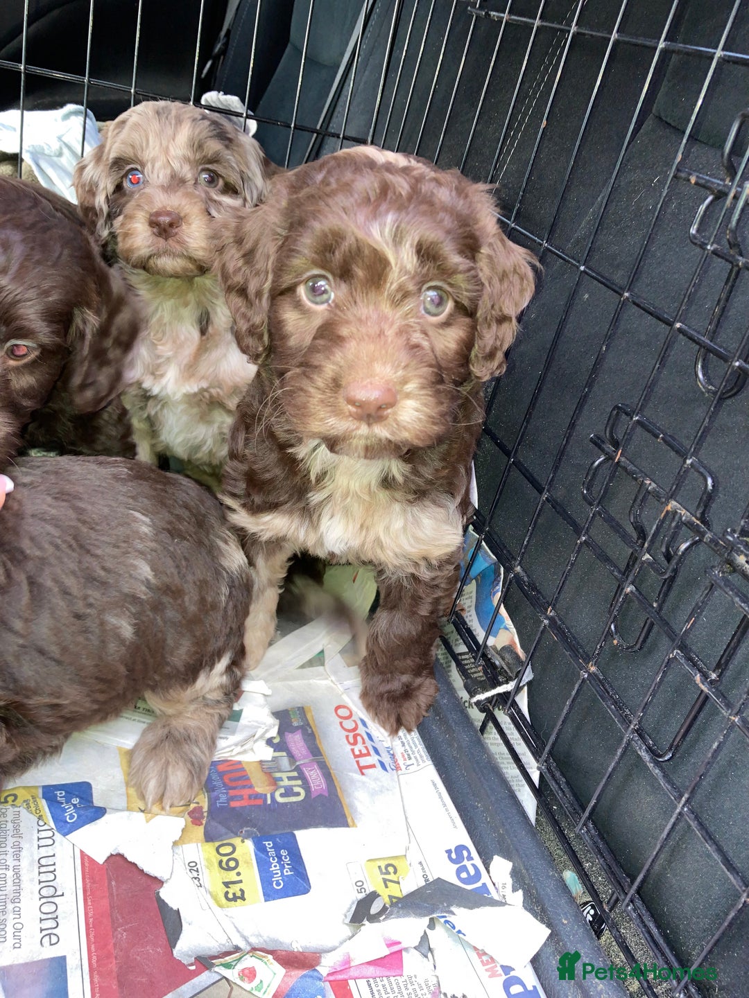 Cockapoo dogs for sale: Merle Cockapoos - Advert 11