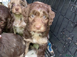 Cockapoo dogs - Advert 19