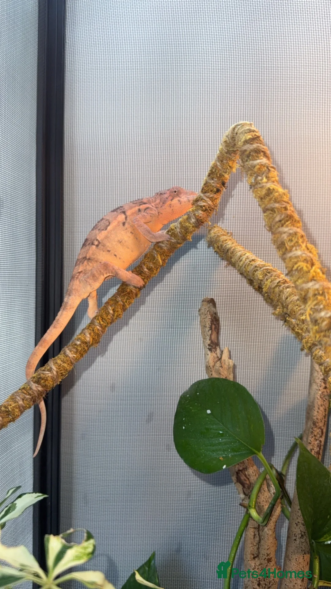 Chameleon reptiles for sale: Female panther Chameleon  - Advert 2