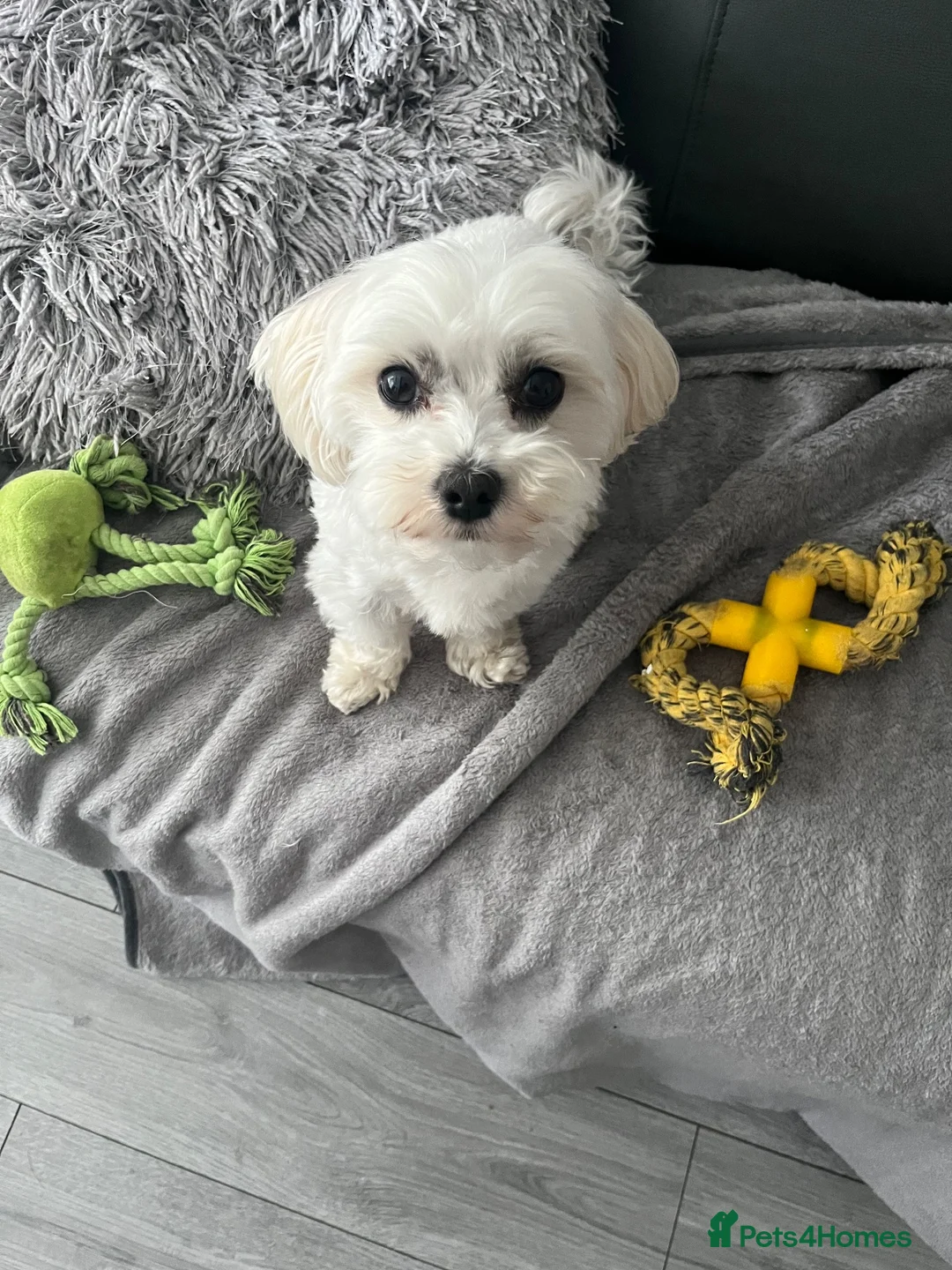 Maltese dogs for sale: Teddy Korean maltese - Advert 3