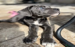 Cane Corso dogs for sale: Purebred Cane Corso puppies  - Image 37
