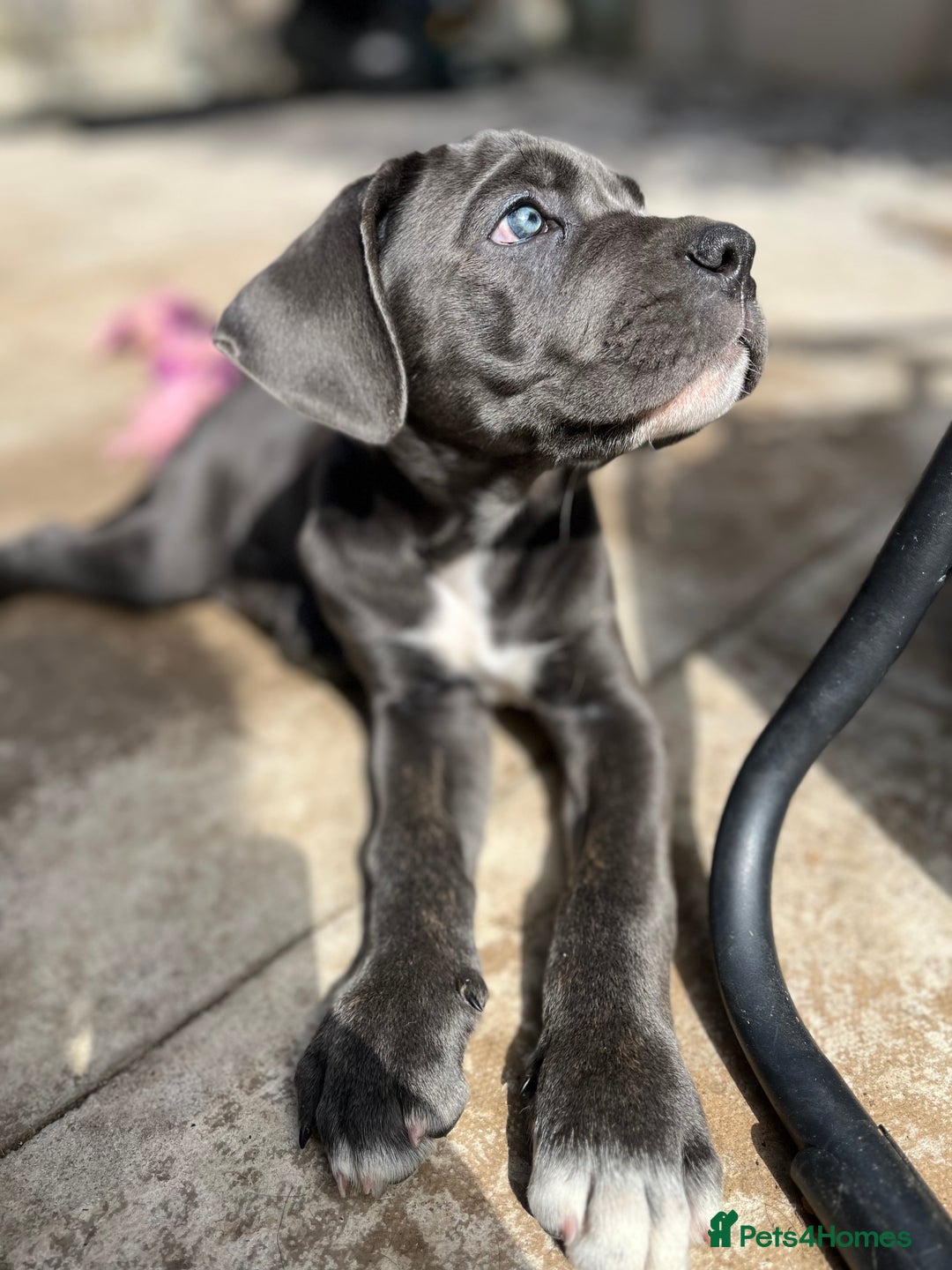 Cane Corso dogs for sale: Purebred Cane Corso puppies  - Image 37