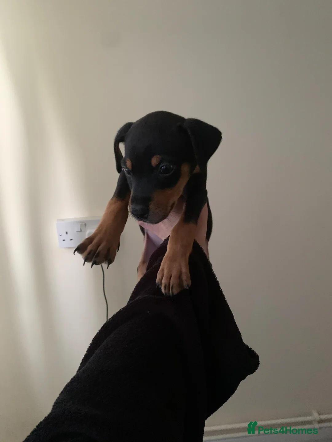 Dobermann dogs for sale: Dobermann pinscher  - Advert 1