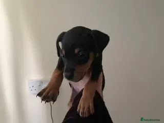 Dobermann dogs Dobermann pinscher - Advert 1