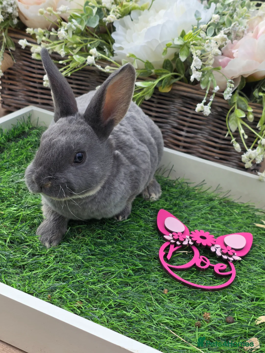 Rex rabbits for sale: Blue otter mini rex available to reserve  - Advert 2