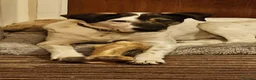 Mixed Breed dogs for adoption: Georgia & Tank, Available for adoption. - Advert 3