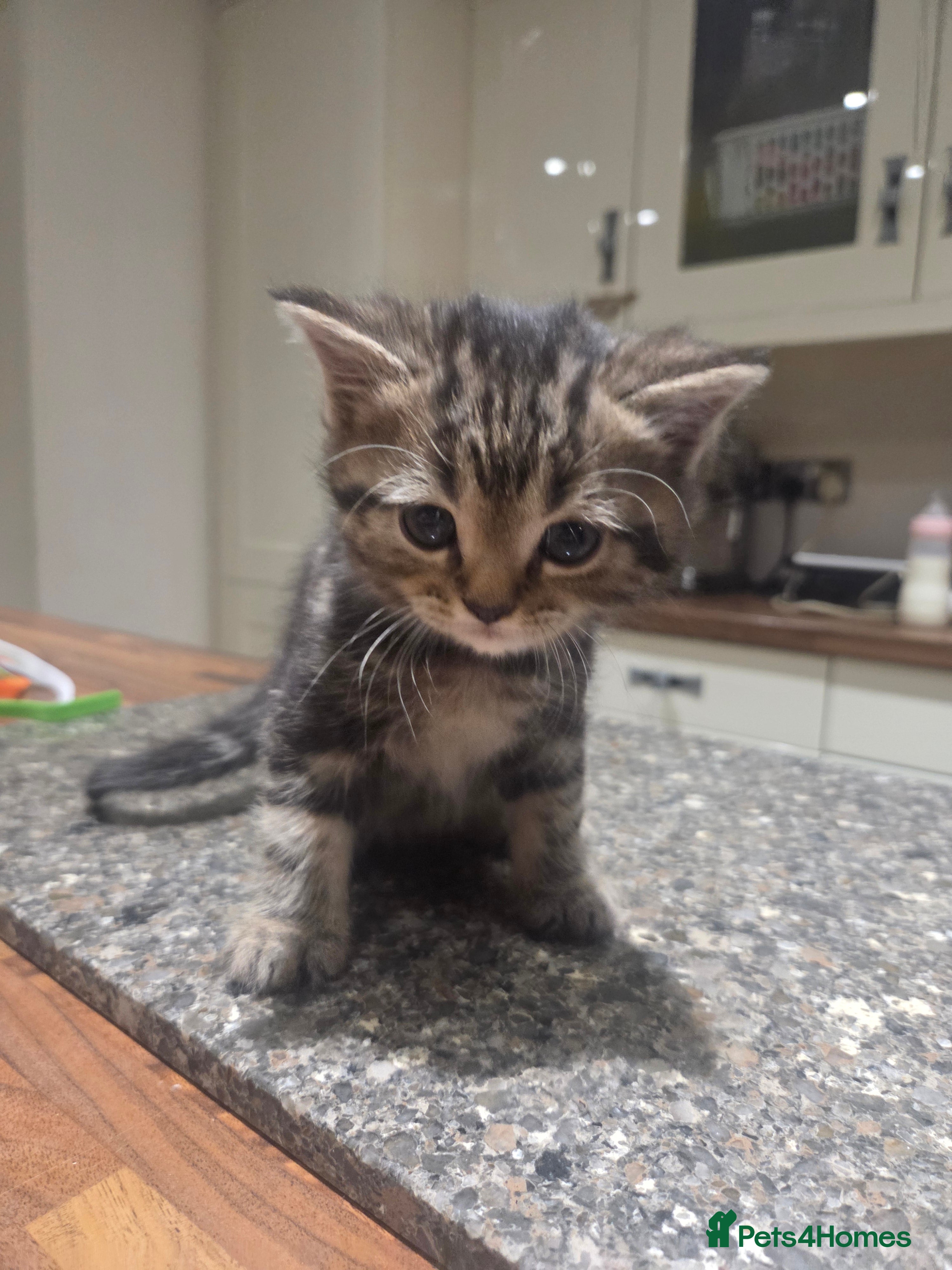 Persian cats for sale: Persian Cross tabby kittens for sale  in Warminster - Advert 7