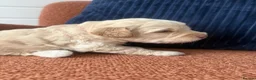 Cockapoo dogs for sale: Stunning F1B Cockapoos - Advert 21
