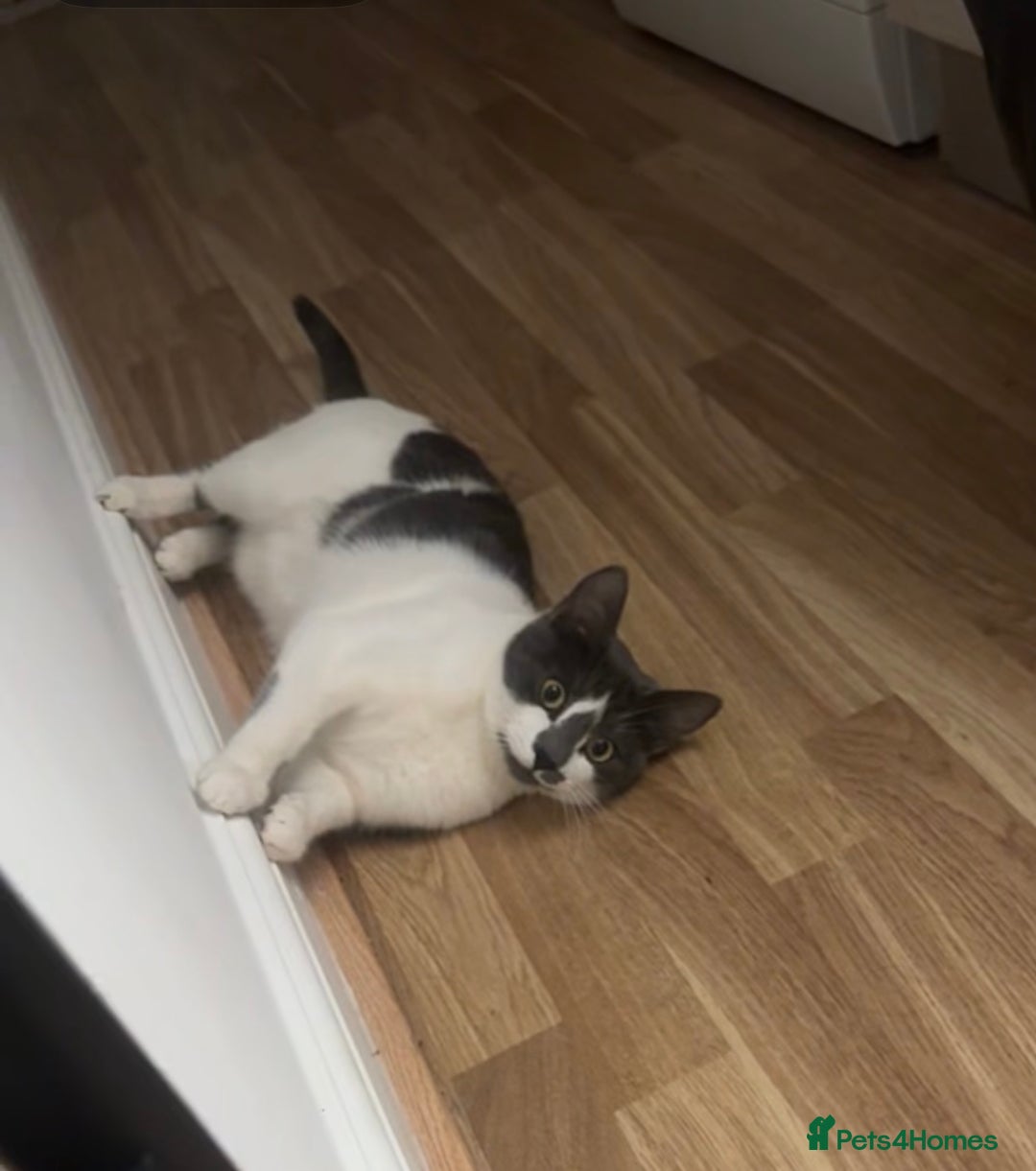 British Shorthair cats for sale: Female Cat - Advert 1