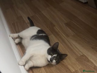 British Shorthair cats Female Cat - Advert 2