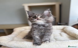 Maine Coon cats for sale: GCCF registered babies  - Image 4