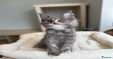 Maine Coon cats - Advert 15