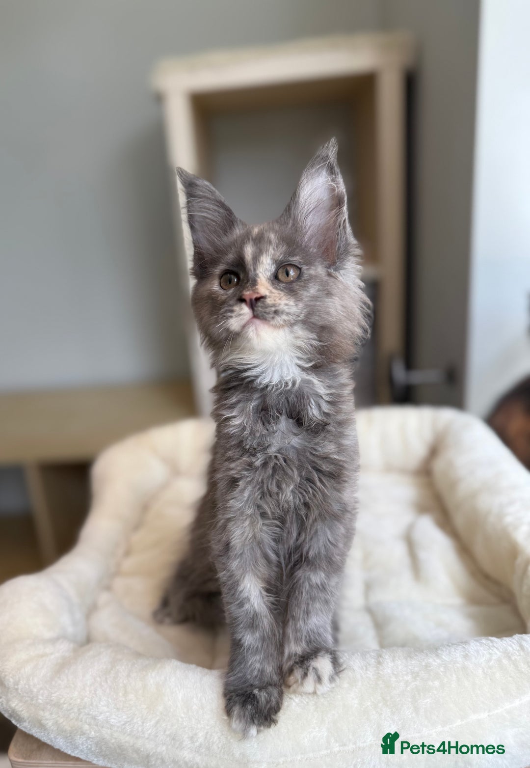 Maine Coon cats for sale: GCCF registered babies  - Image 4