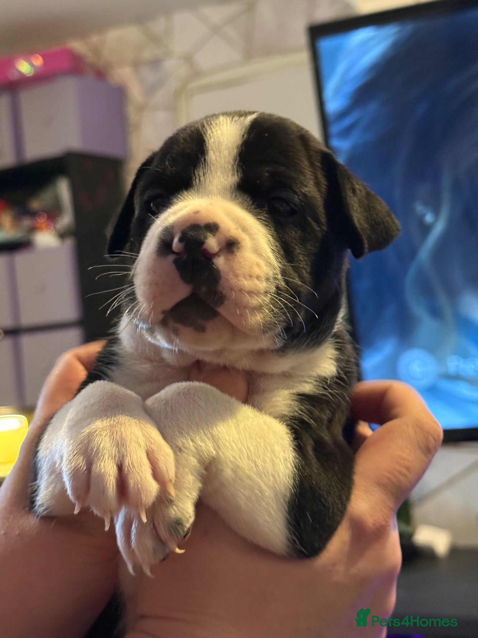 Mixed Breed dogs Mix breed Labrador/frenchie frenchadours  - Advert 1