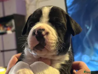 Mixed Breed dogs Mix breed Labrador/frenchie frenchadours - Advert 3