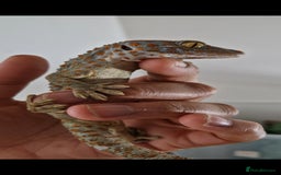 Gecko reptiles for sale: Female Tokay Gecko - Image 1