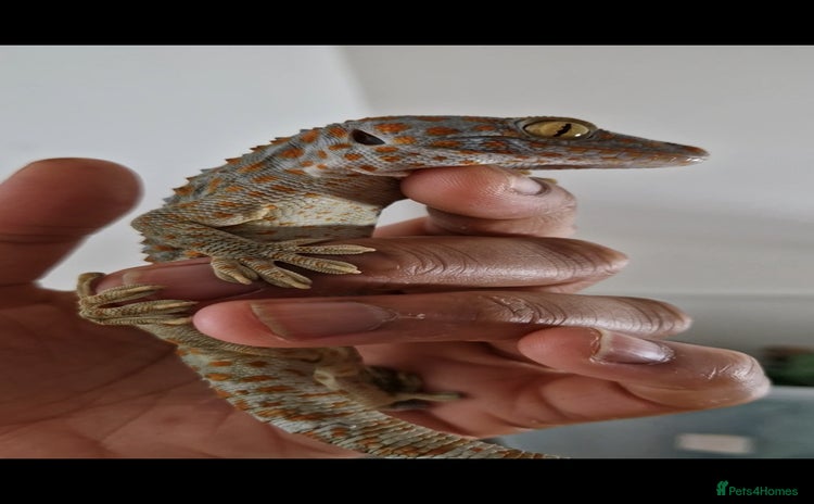 Gecko reptiles - Advert 1