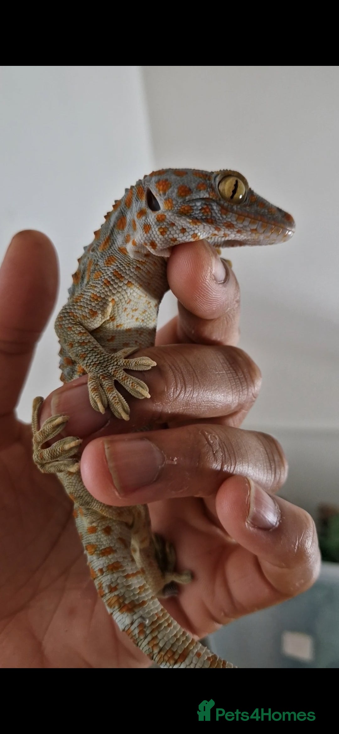 Gecko reptiles for sale: Female Tokay Gecko - Image 1
