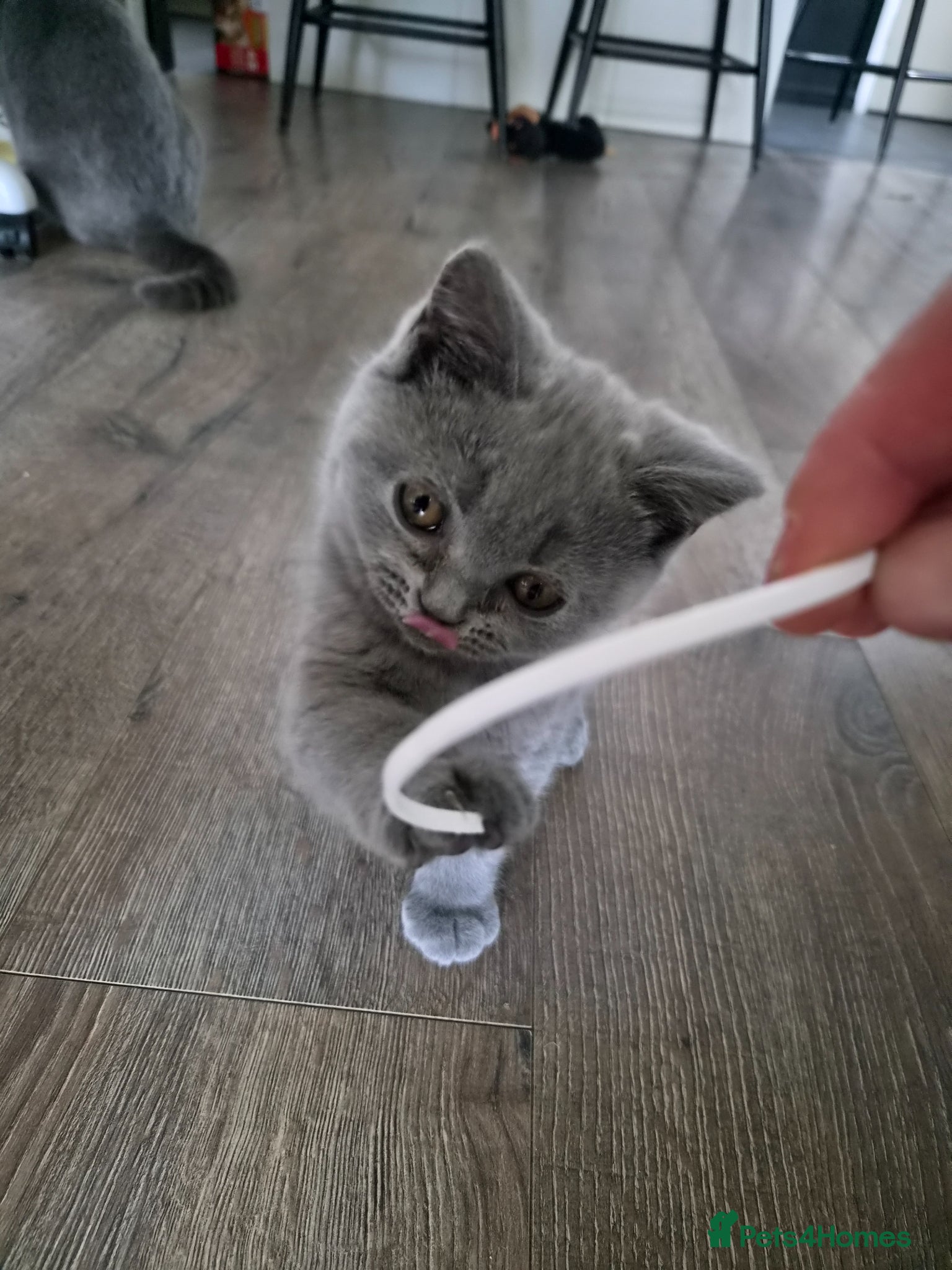 British Shorthair cats British kitten  - Advert 11
