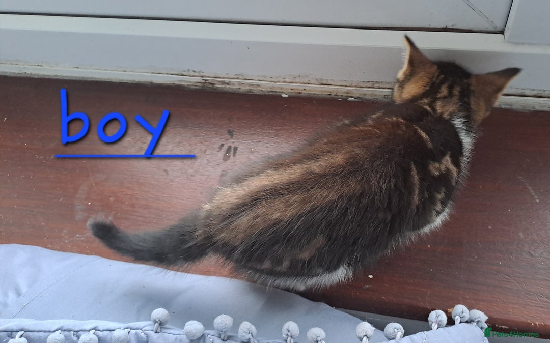 Domestic Shorthair cats for sale: 3 gorgeous kittens for sale - Advert 8