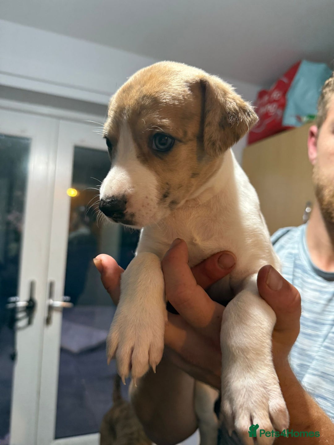 Lurcher dogs for sale: Lurcher pups looking for their forever 🏡 - Image 9