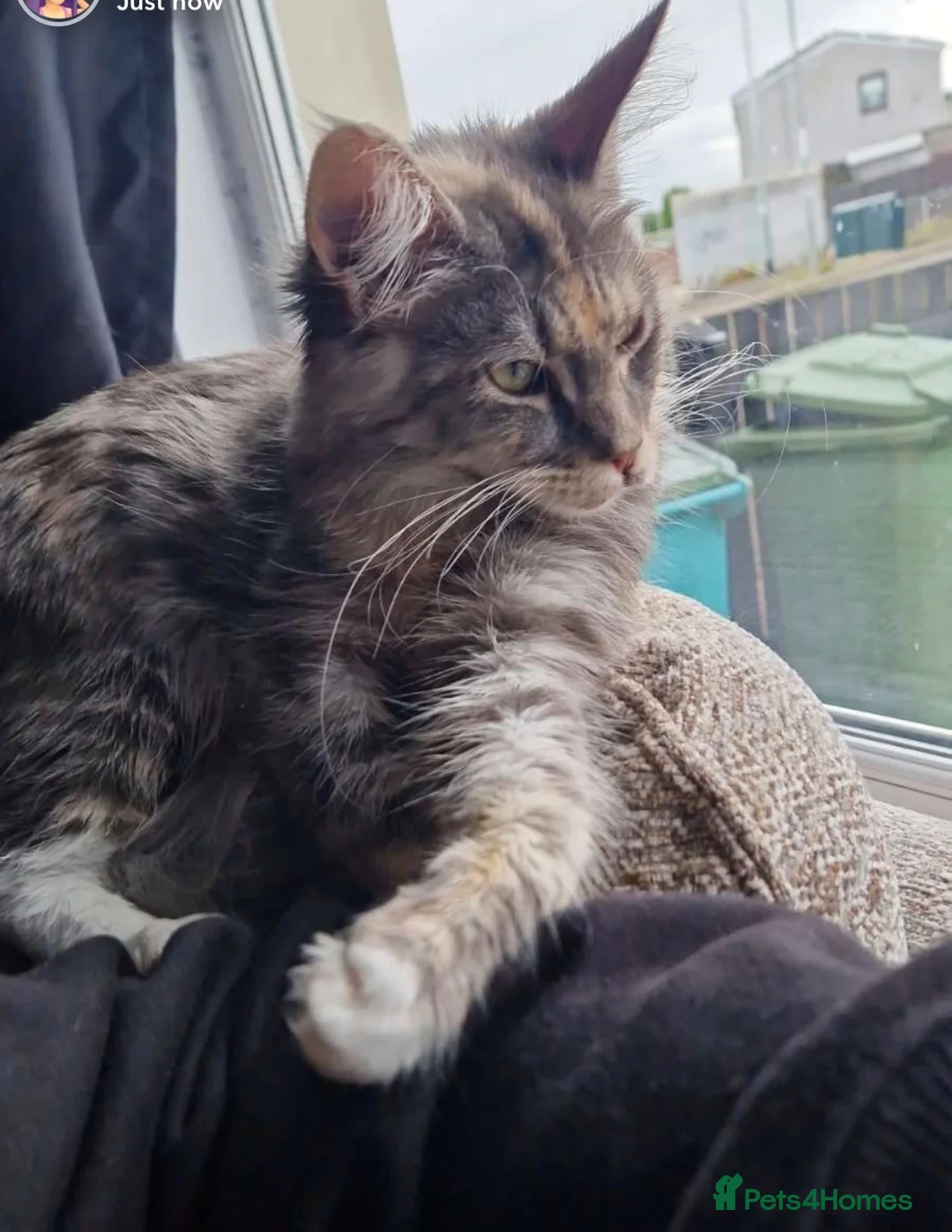 Maine Coon cats for sale: Maine coon  - Advert 1