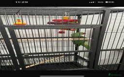 Parrots birds for sale: Ring neck Parrot  - Image 1