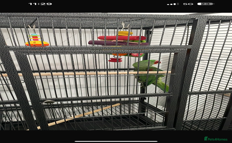 Parrots birds - Advert 20