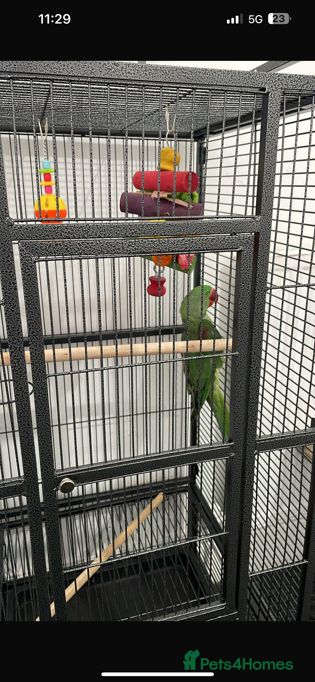 Parrots birds for sale: Ring neck Parrot  - Image 1