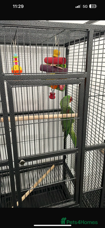 Parrots birds - Advert 11