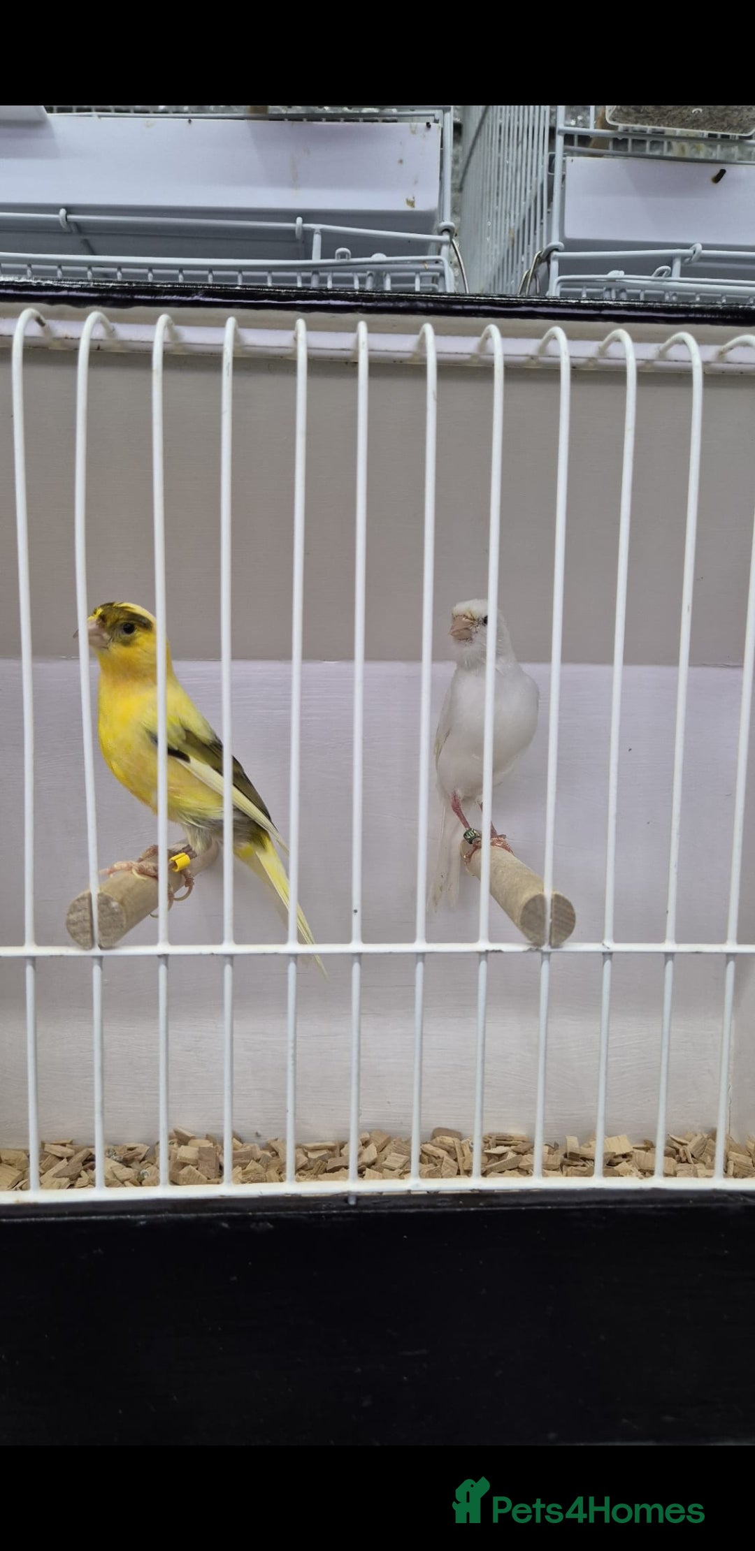 Canaries birds for sale: Canaries for sale - Advert 14