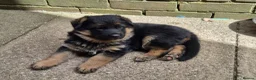 German Shepherd dogs for sale: Beautiful German shepherd puppies 1 left - Advert 10