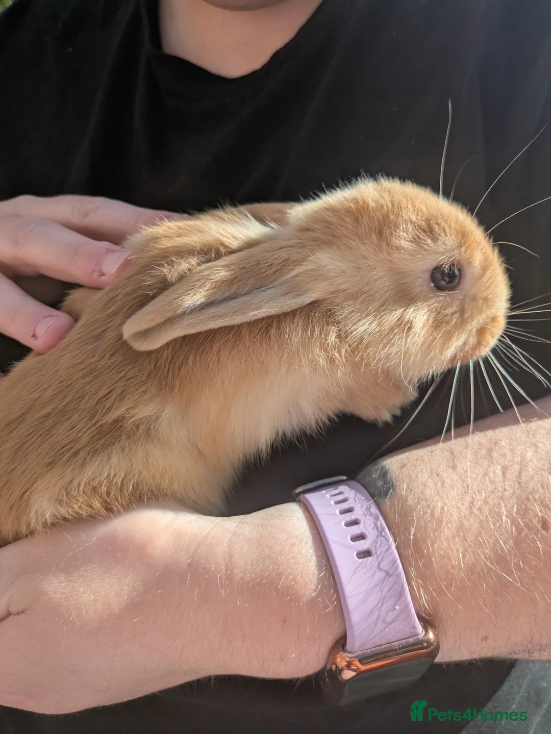 Mini Lop rabbits for sale: Mini lops  - Advert 16