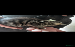 Mixed Breed cats for sale: Gorgeous kittens ready now 😍 x1 boy x2 girls  - Image 7