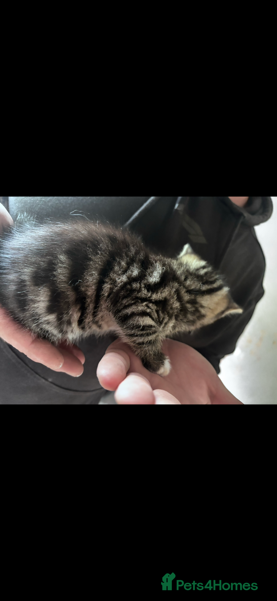 Mixed Breed cats for sale: Gorgeous kittens ready now 😍 x1 boy x2 girls  - Image 7