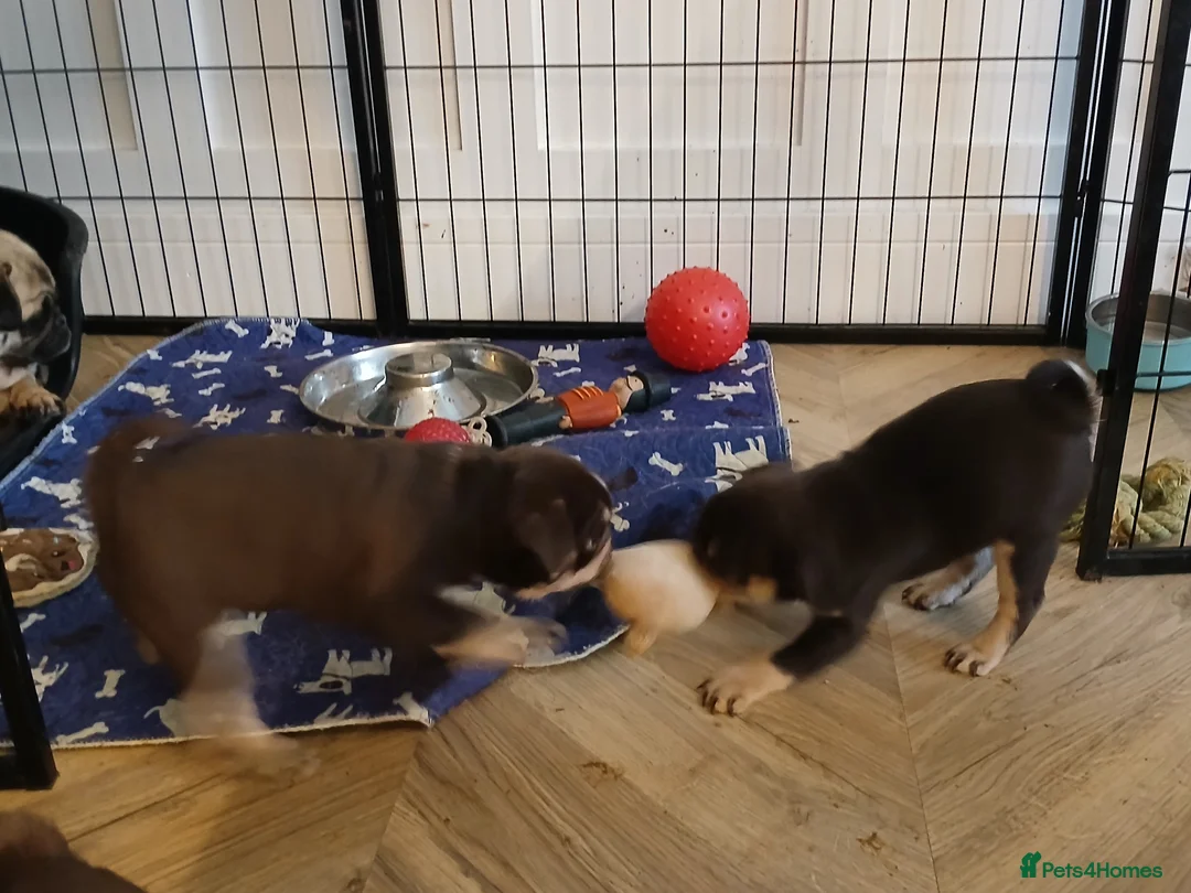 Pug dogs for sale: Chocolate kc registered pug puppies - Advert 2