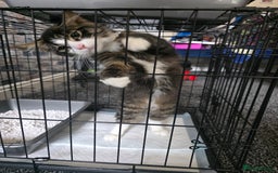 Domestic Shorthair cats for sale: Domestic Medium Hair Cats - Image 2