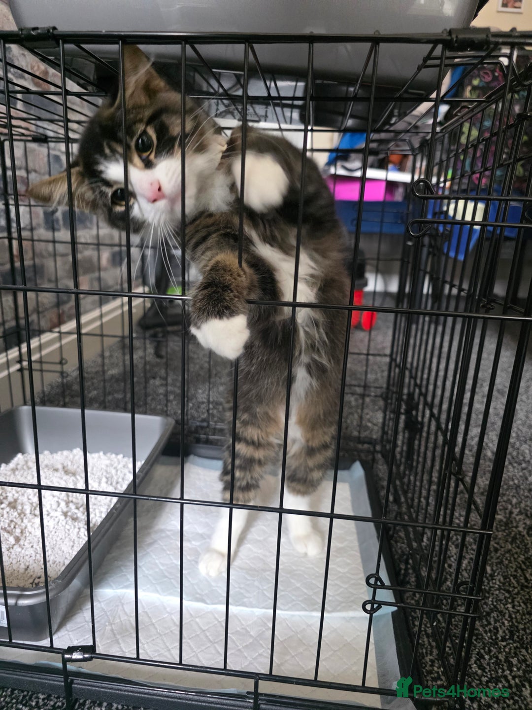 Domestic Shorthair cats for sale: Domestic Medium Hair Cats - Image 2