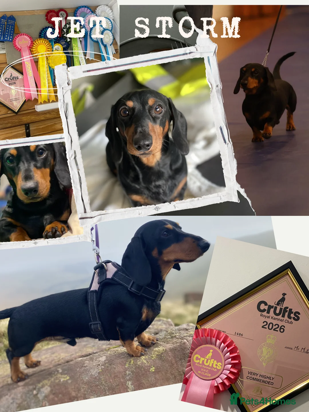 Miniature Dachshund dogs for stud: KC registered Miniature Dachshund Black and Tan - Advert 1