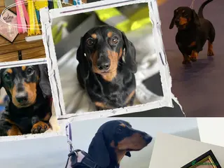 Miniature Dachshund dogs KC registered Miniature Dachshund Black and Tan - Advert 21
