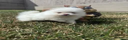 Pomeranian dogs for sale: High quality KC reg puppies from imported lines - Advert 10