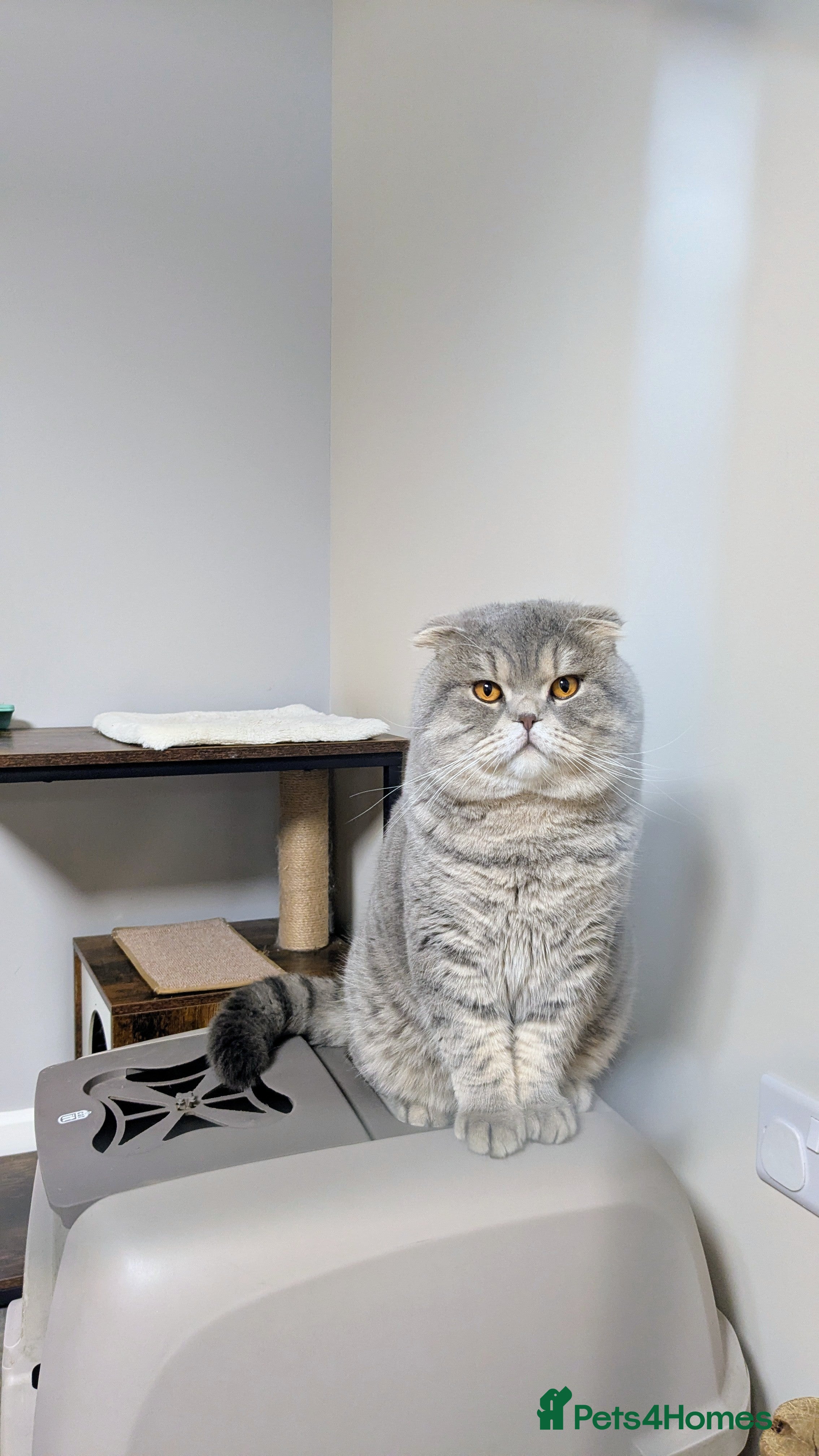 Scottish Fold cats A beautiful Scottish Fold boy for stud duties  - Advert 6