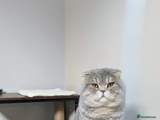 Scottish Fold cats A beautiful Scottish Fold boy for stud duties - Advert 1