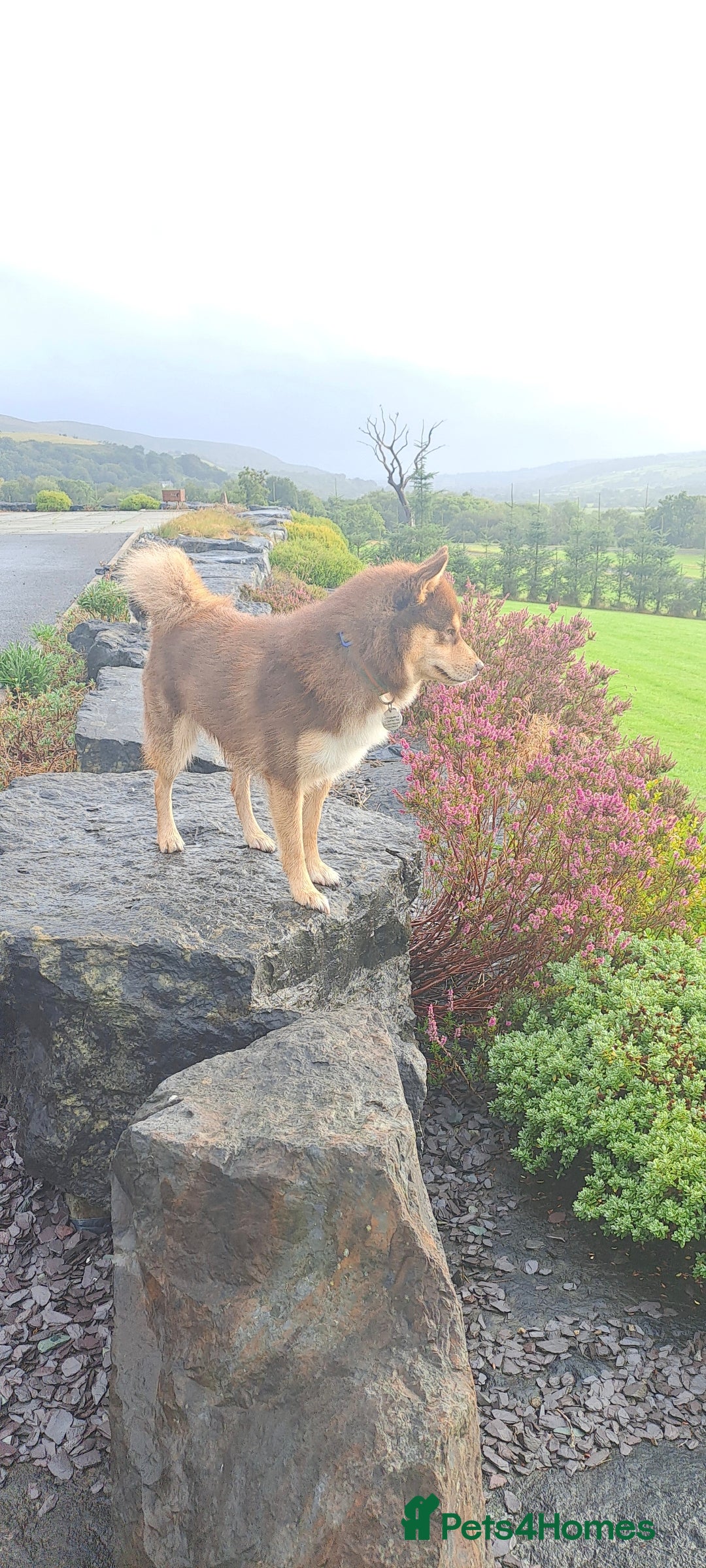 Pomsky dogs for sale: Beautiful chocolate tri Pomsky boy - Image 3