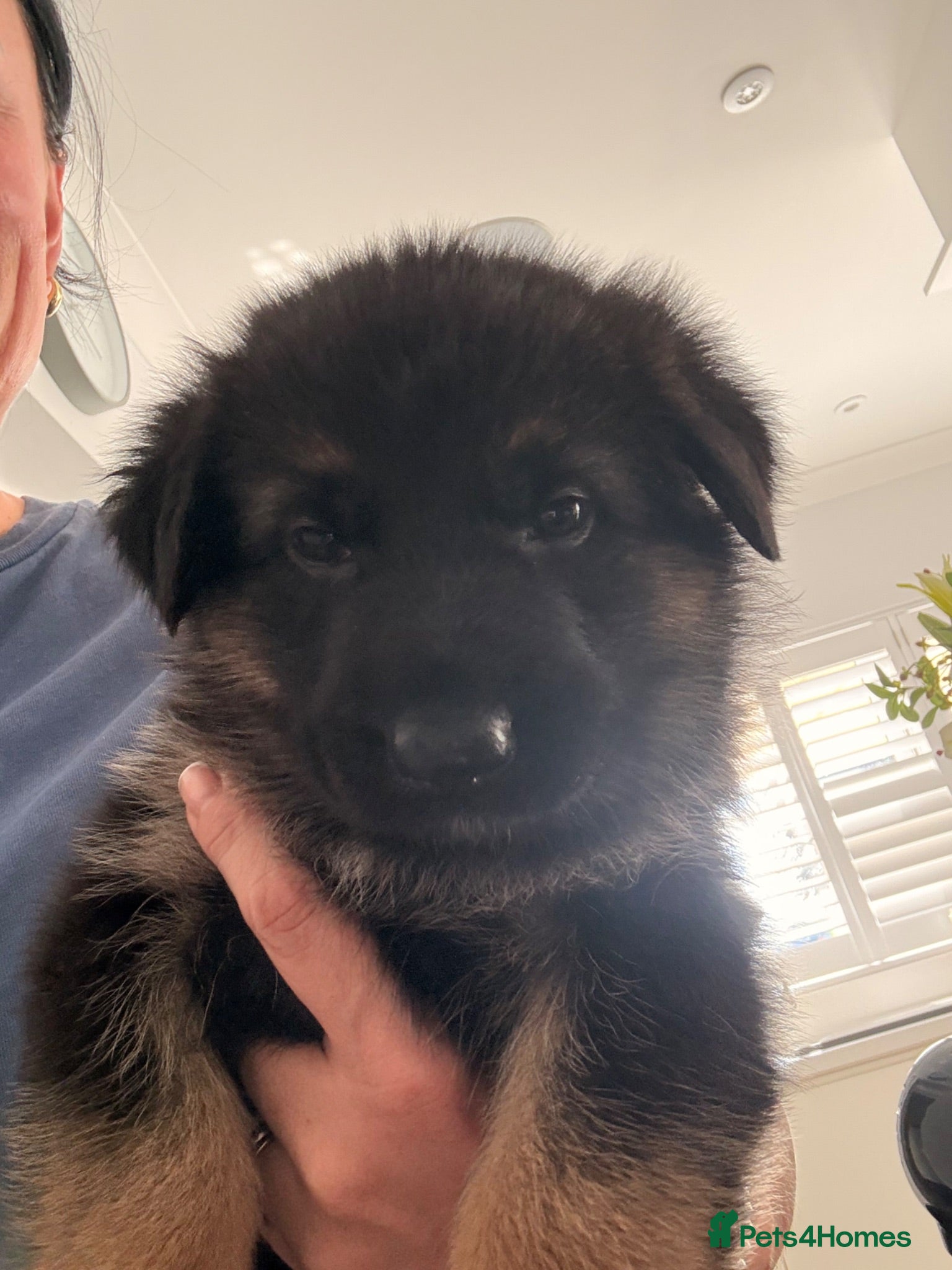 German Shepherd dogs KC reg strong GSD puppies from health tested lines - Advert 2