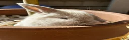 Mini Lop rabbits for sale: Stunning pure breed Mini Lops - Advert 16