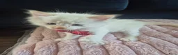 Ragdoll cats for sale: Ragdoll Kittens  - Advert 18