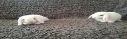 Mini Lop rabbits for sale: Adorable Mini Lop Baby Rabbits For Sale - Advert 10